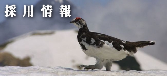 採用情報