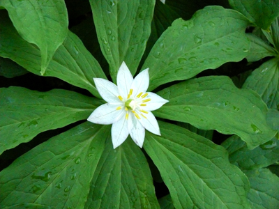 Hd限定高山 植物 白い 花 最高の花の画像