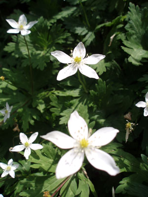 驚くばかり花弁5枚 白い花 すべての美しい花の画像
